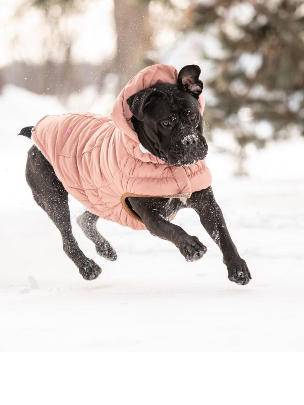 NWT GF Pets Arctic Parka - Clay XL